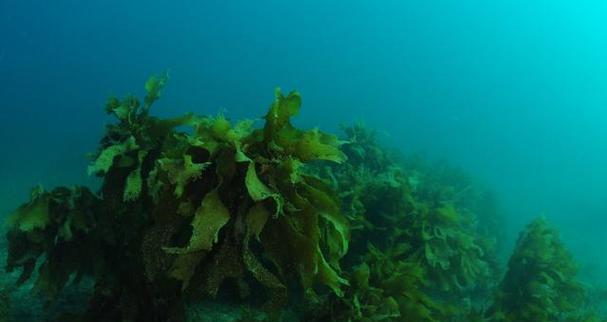 海带的生态学特征及营养价值探究（水中的营养巨人——海带的生物学特征）