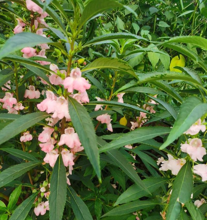 凤仙花花语的意义与传承（凤仙花的花语）