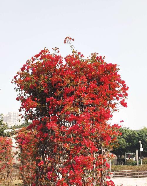 揭秘海口市花，一朵令人向往的热带之花（从历史到现状）