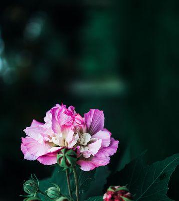 芙蓉花（探寻芙蓉花的寓意与象征）