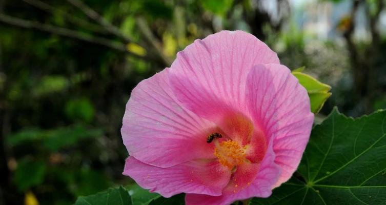 芙蓉花的花语与代表意义（芙蓉花的美丽花语传递着什么信息）