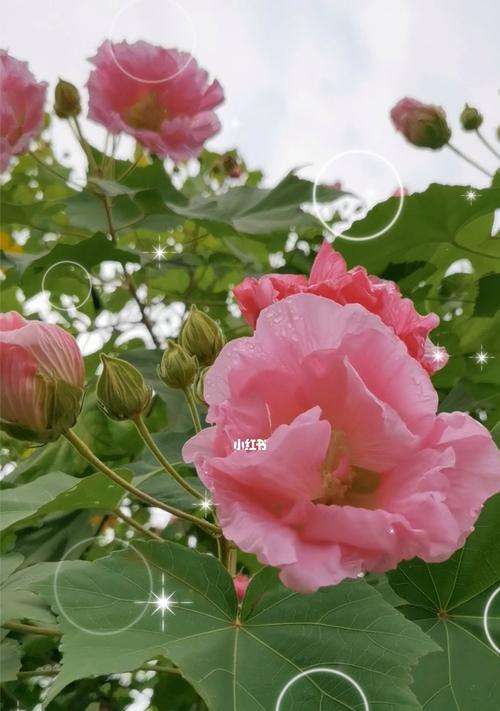 芙蓉花的花语与代表意义（芙蓉花的美丽花语传递着什么信息）