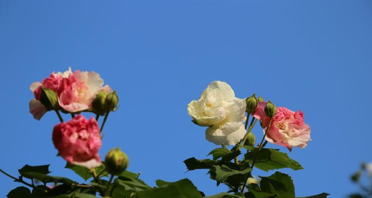 木芙蓉的花语与寓意（探索木芙蓉的深刻内涵与象征意义）