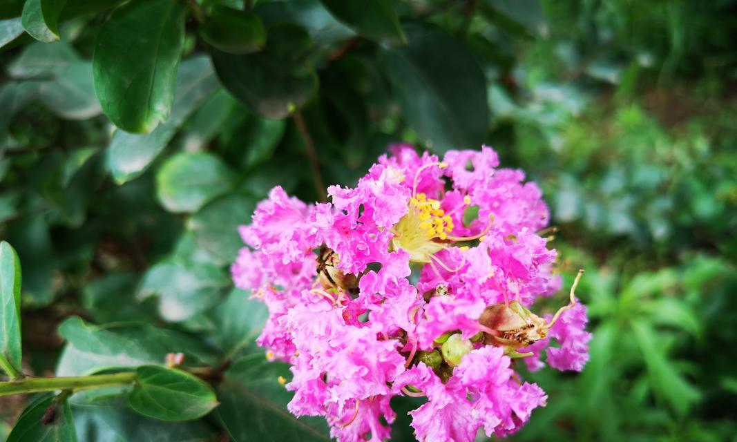 海南热带岛屿盛开的花树（探秘海南各类热带花树）