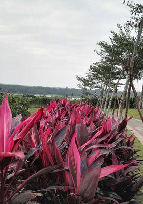 海南热带气候适合种植的花卉（花海海南）