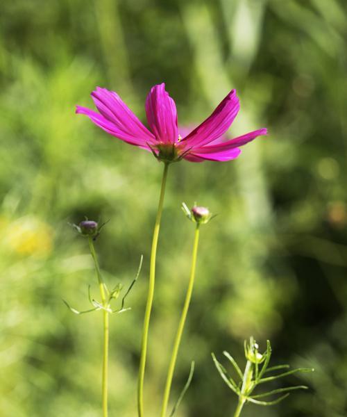 格桑花花语（一朵小小的花）