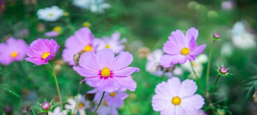 格桑花花语（一朵小小的花）