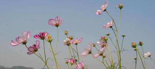 格桑花的美丽与寓意（探索格桑花的花语）