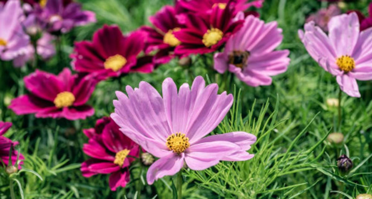 格桑花的花语与寓意（探寻格桑花的深层含义）