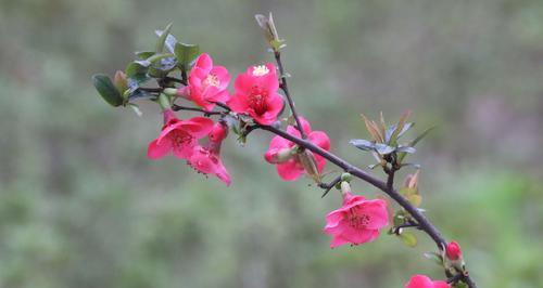 海棠春天开花——探寻花开背后的意义