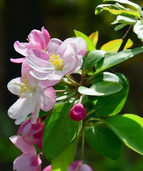 海棠春天开花——探寻花开背后的意义