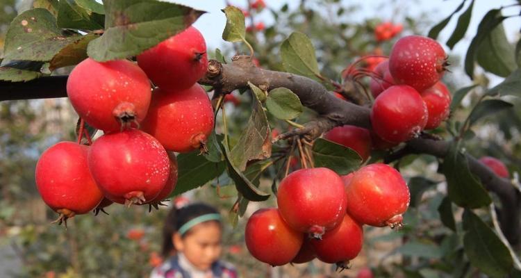 探秘海棠果的丰富营养与神奇功效（食用方法、药用价值和营养价值一网打尽）