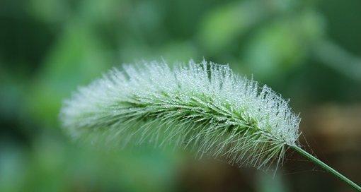 狗尾巴草花语（呈现生命中的真挚友谊）