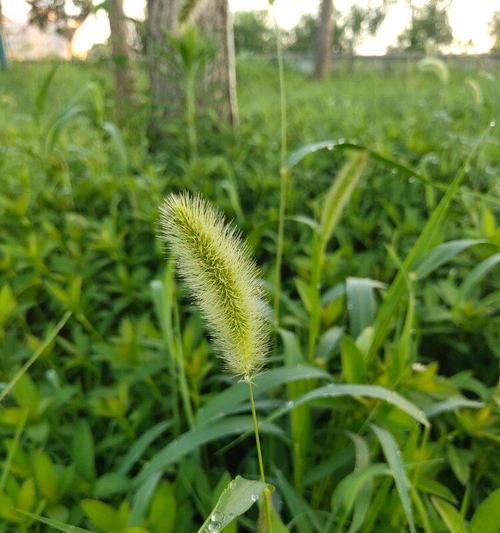 狗尾巴草花语（呈现生命中的真挚友谊）