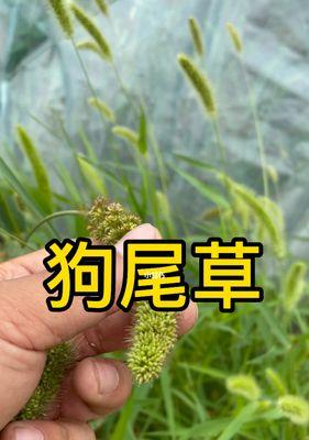 狗尾巴草的寓意与启示（探索狗尾巴草的象征意义）