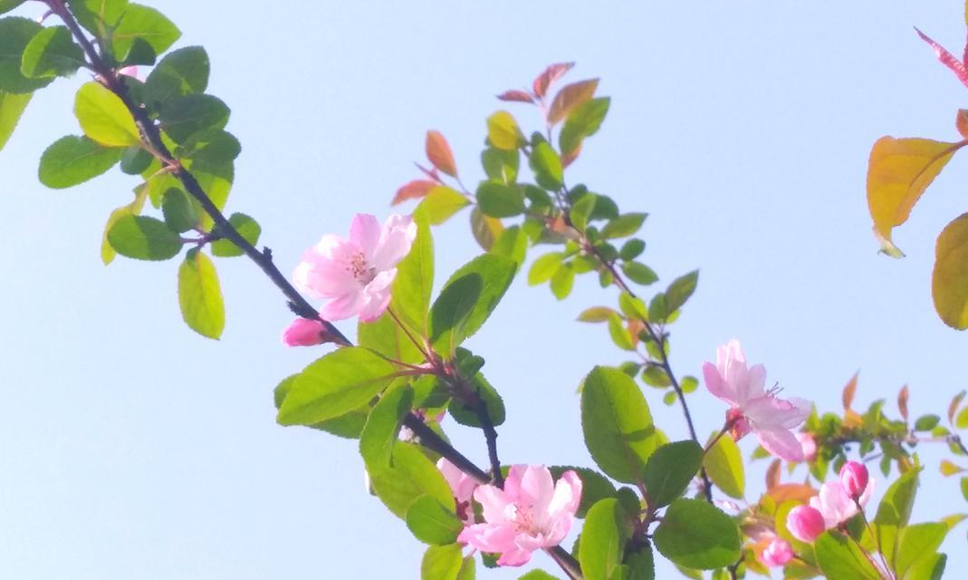 海棠花开花时间及特点（探秘海棠花春季开花的奥秘）