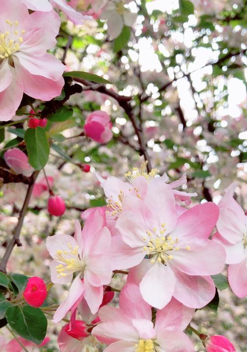 海棠花开花时间及特点（探秘海棠花春季开花的奥秘）