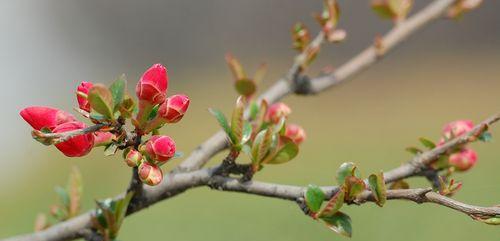 海棠花开花时间及特点（探秘海棠花春季开花的奥秘）