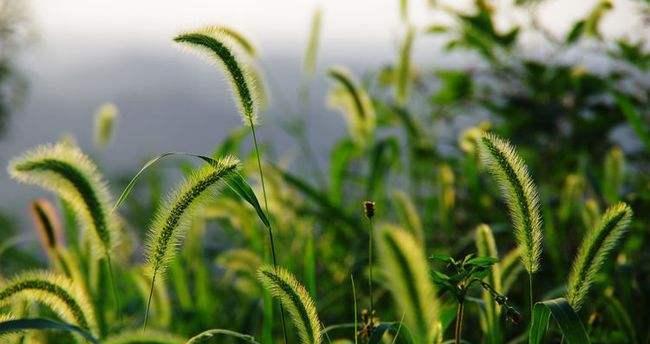 狗尾草花语（用花语解读狗尾草的美丽）