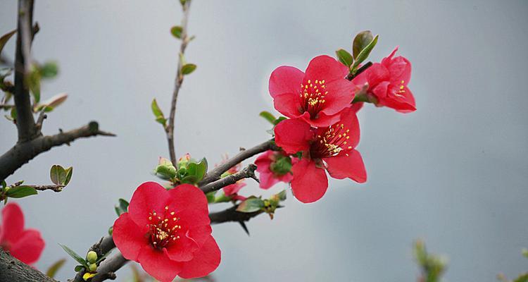 冬季养护丽格海棠花的注意事项（不让寒冷冻死丽格海棠花的秘诀）