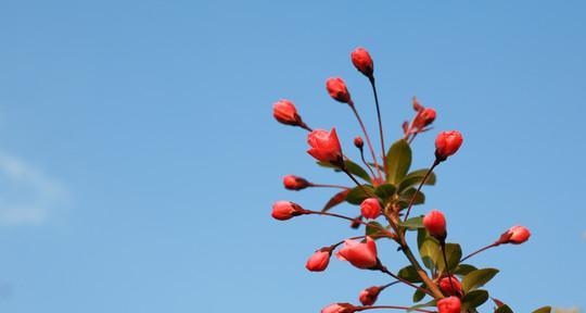 海棠花在冬天开花了吗（探究海棠花开花的时节和特点）