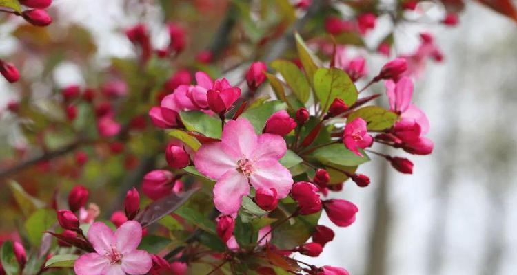 海棠花在冬天开花了吗（探究海棠花开花的时节和特点）