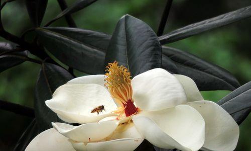 广玉兰花（探寻广玉兰花的深层意义）