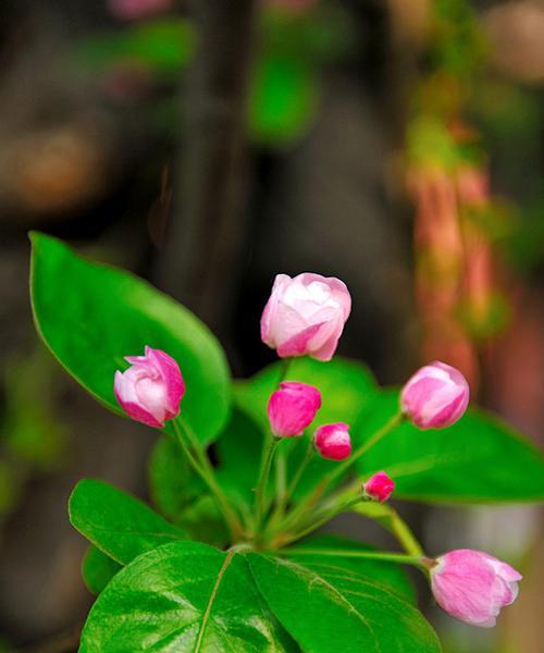 探究海棠花开花时间与花期（花期久远）