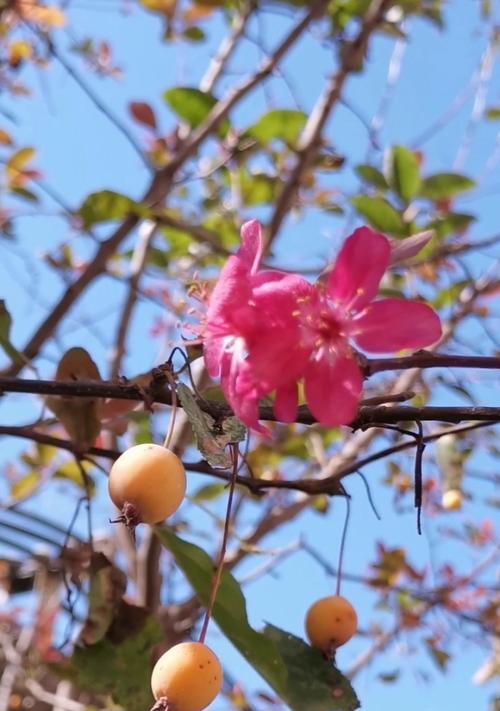 海棠花果子能否食用（探究海棠花果子的食用价值和禁忌）