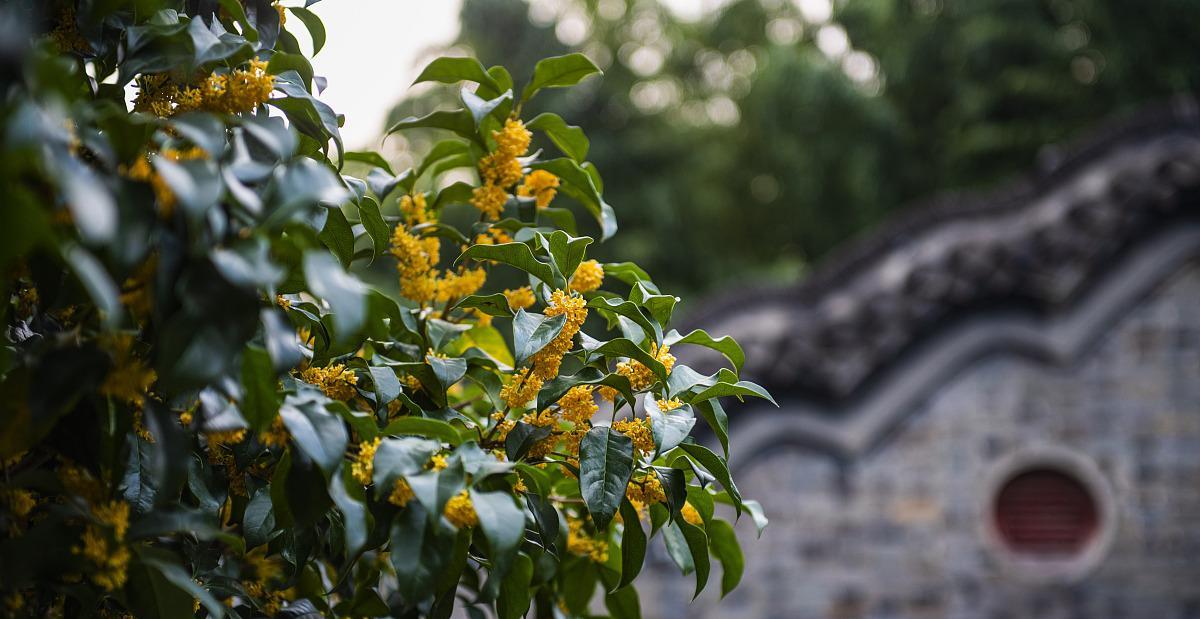 四季桂花的美丽与寓意（香气扑鼻）