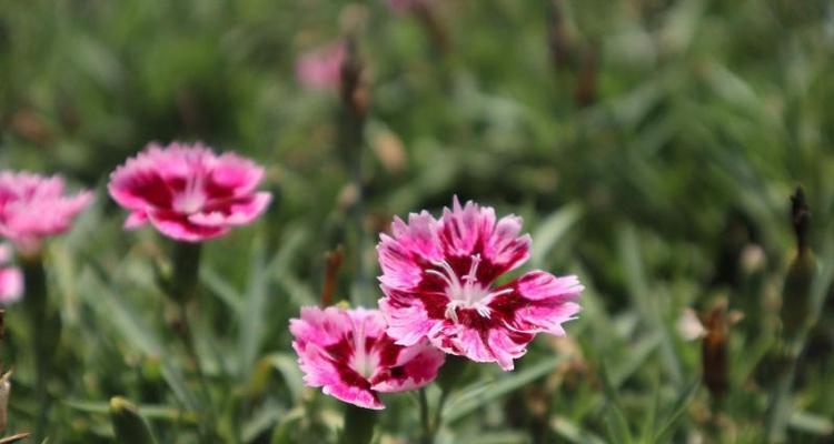 以海石竹的花语为主题的文章（探索海石竹的花语世界）