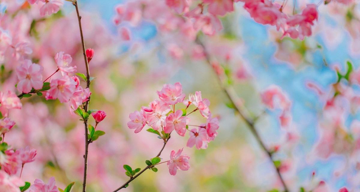 海棠花（海棠花的含义及传说）