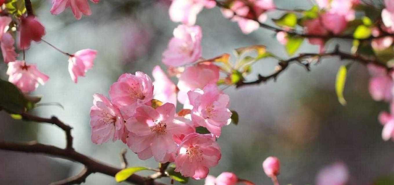 海棠花语（揭示不同颜色海棠花的花语之谜）