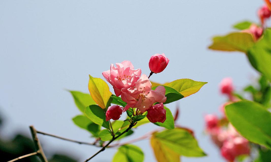 海棠花开的季节（追寻花开背后的故事）