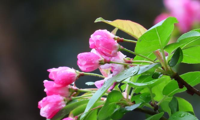 海棠花的象征意义与传说（神秘浪漫的“花中君子”——海棠花）