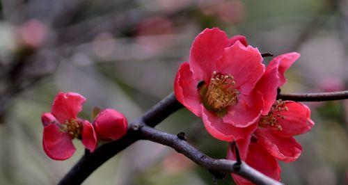 海棠花的花语与寓意（传承千年的美丽传说）