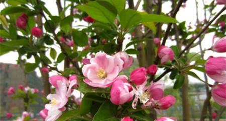 海棠花的花语与寓意（探索海棠花的象征之美）