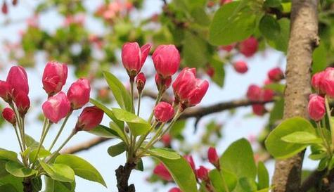 海棠花的花语与寓意（探索海棠花的象征之美）