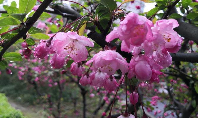 海棠花的雨淋美（探究海棠花是否能淋雨）