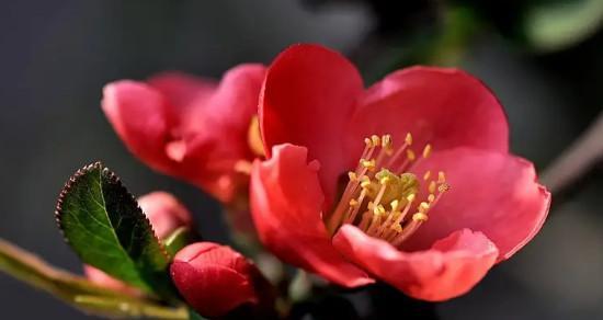 海棠花（海棠花的儒雅）