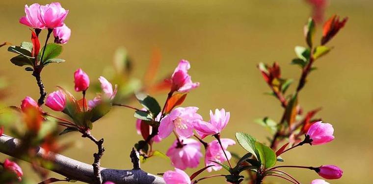 海棠花（海棠花的儒雅）