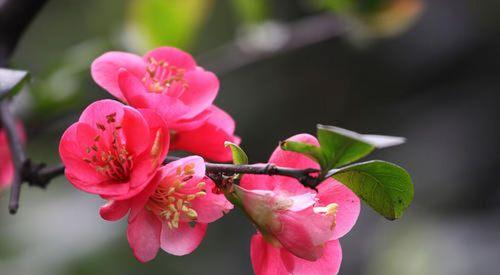 海棠花——春天的守护者（以海棠花为象征的意义及传承）