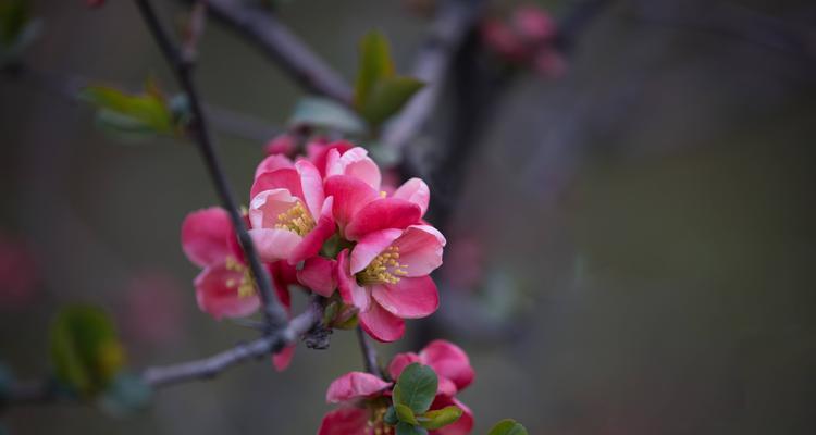 海棠花（海棠花语）