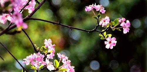 海棠花（海棠花语）