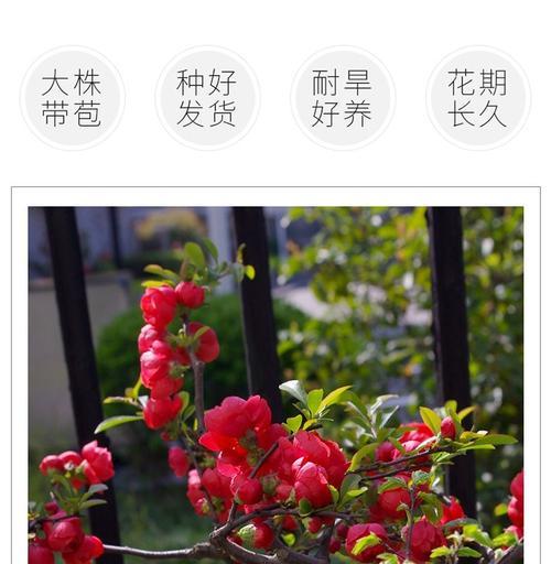 海棠花——室内美丽之选（种植方法）