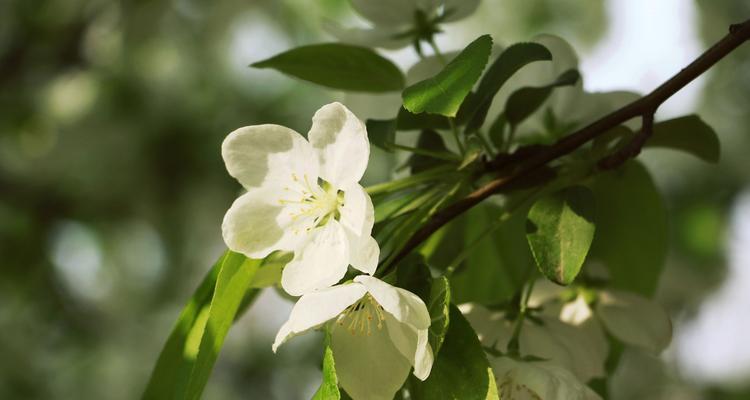 海棠花（爱的芬芳）