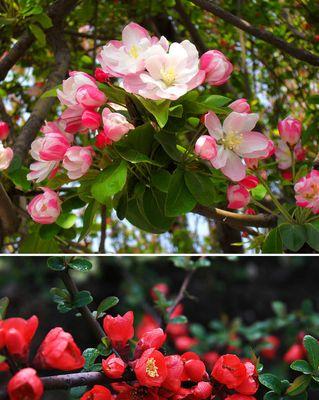 海棠花种植指南（打造自家院子的美丽风景线）