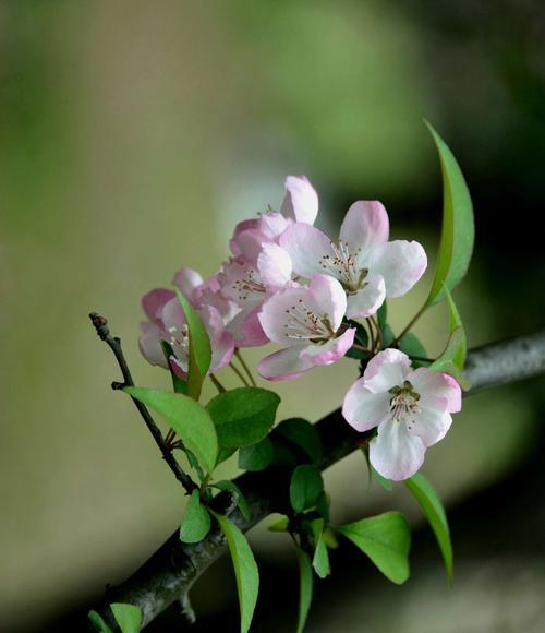 四季海棠花的耐寒温度（了解四季海棠花的抗寒能力）