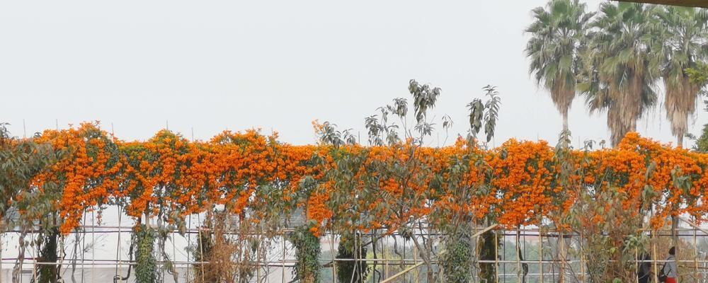 海桐花花语（传递思念与美好祝愿的鲜花语言）