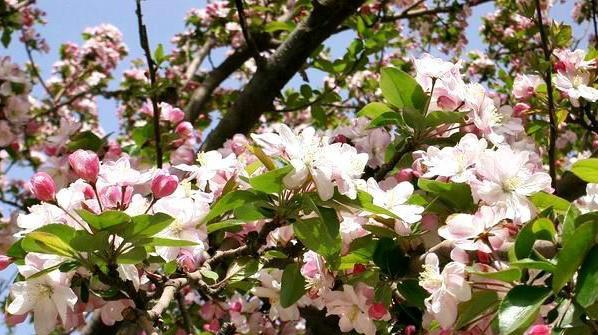 四季海棠的花期及观赏技巧（盘点四季海棠的花期和花语）